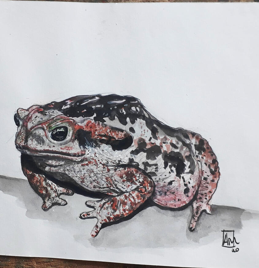 "Cururu". Ilustração em aquarela, 2020.