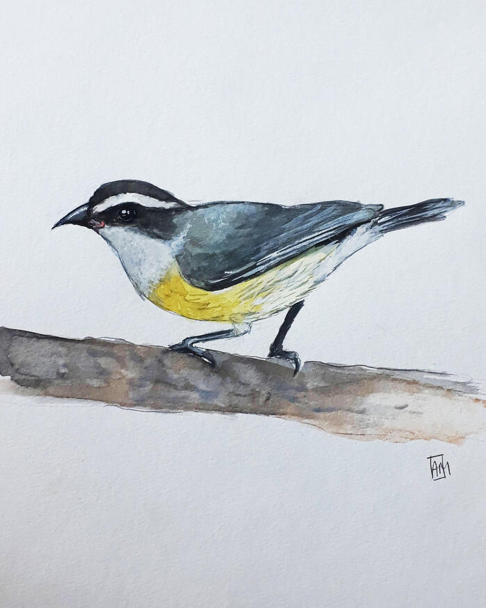 "Sebinho". Ilustração em aquarela, 2020.